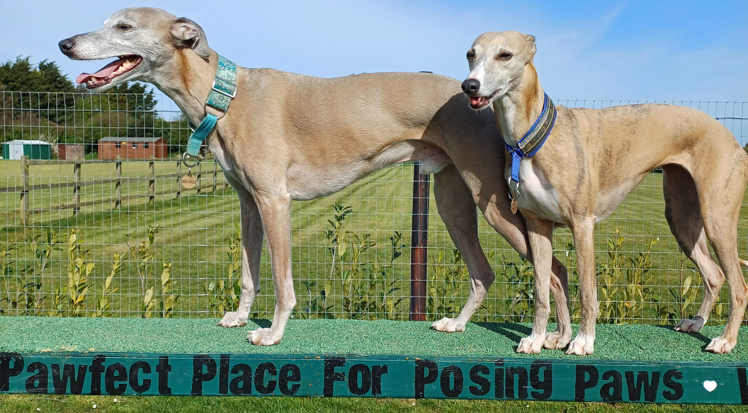Alf and Betsy, two greyhounds, standing on their podium at the Winterton Hound Ground with the fenced field behind them.
