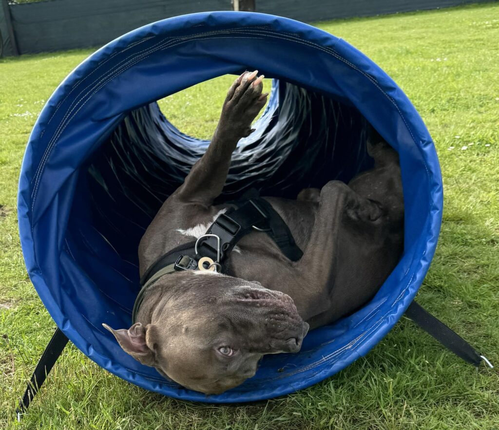 Bodie, a dark-grey bull breed, lying inside the blue play tunnel on the field.