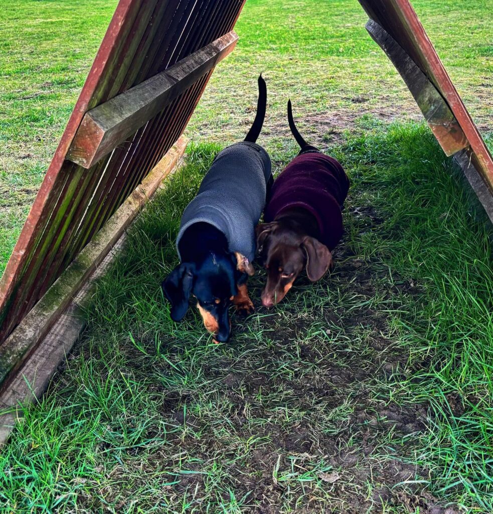 Two dachshunds sniffing under the wooden A-frame in the field.